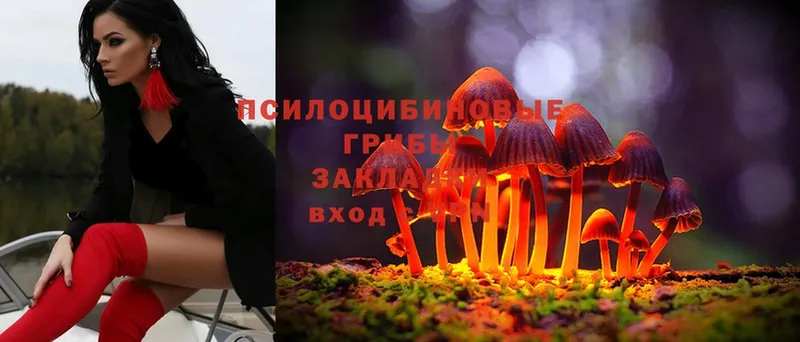 Псилоцибиновые грибы MAGIC MUSHROOMS  Дмитров 